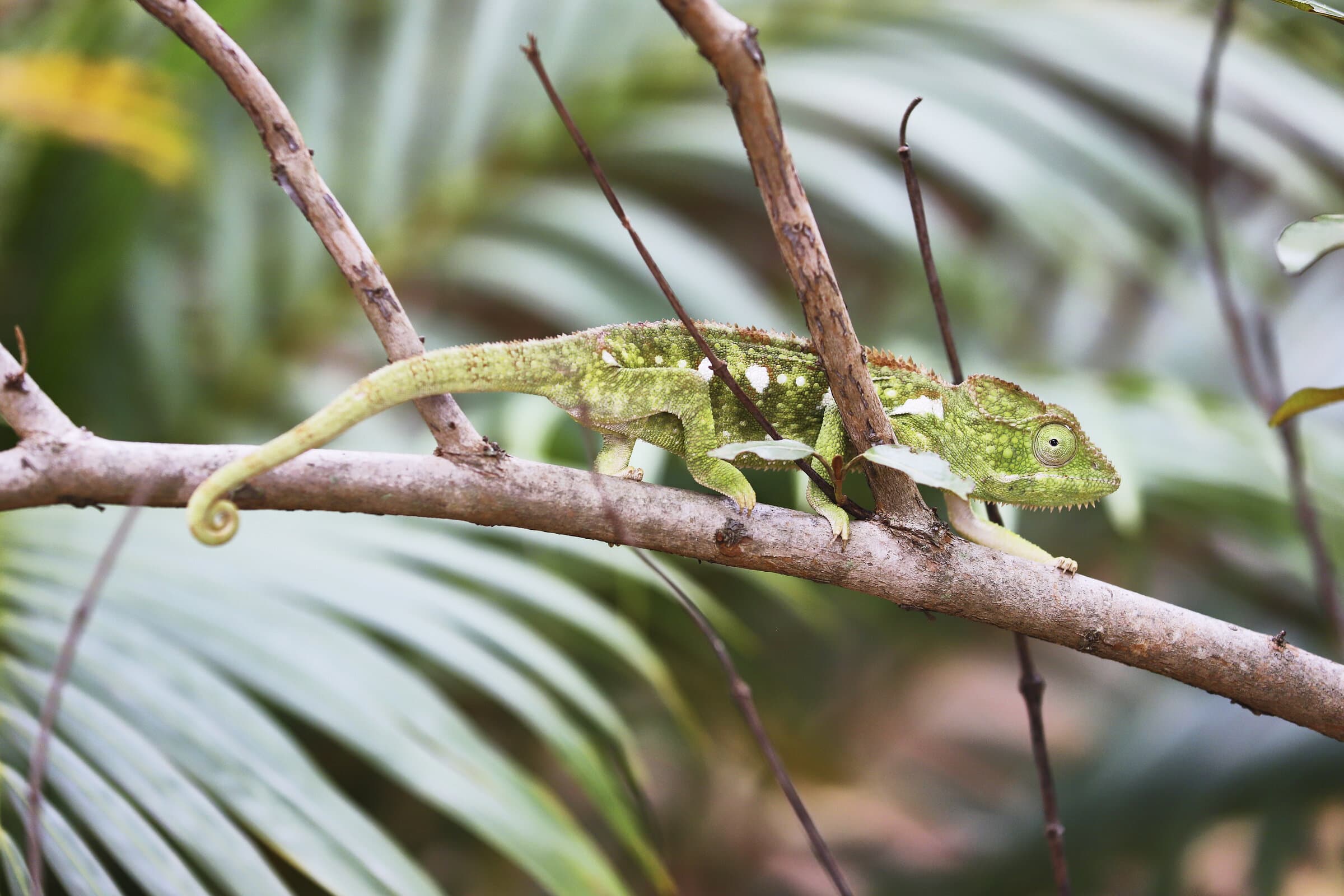 Green chameleon on a branch
