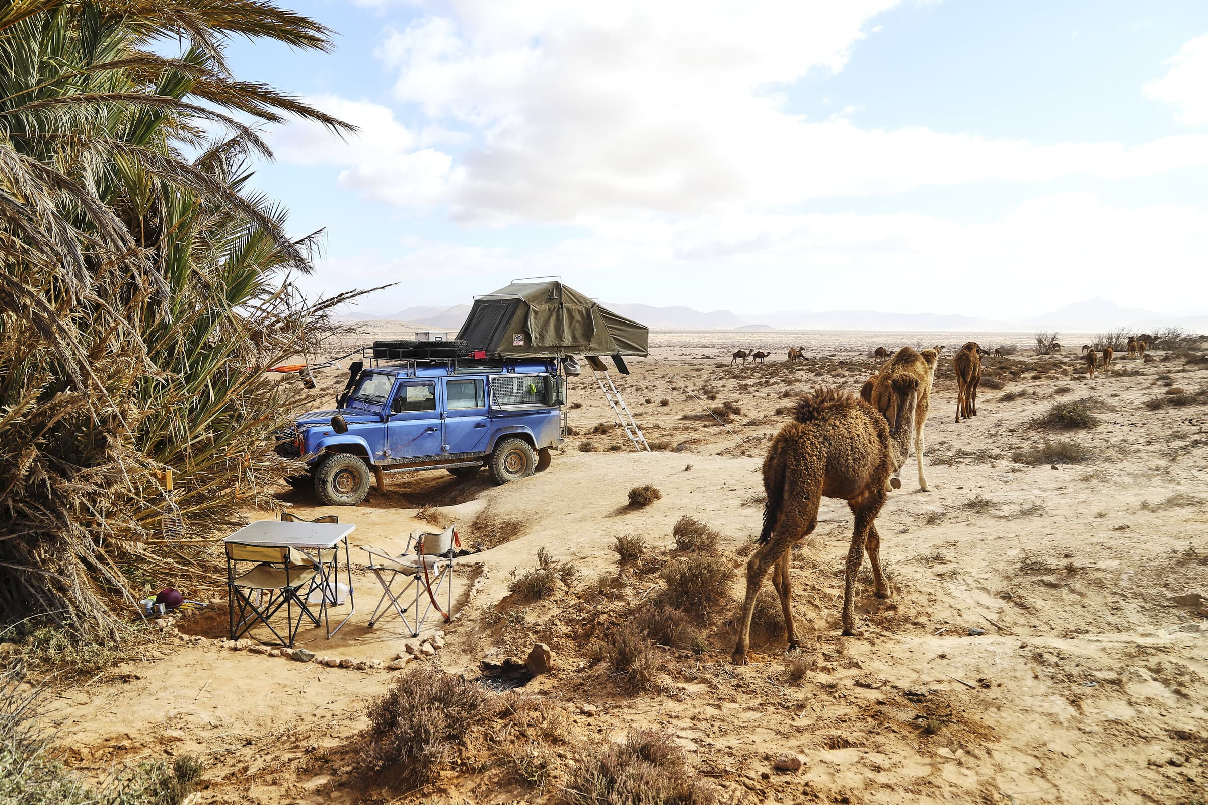Land Rover camp with camels in the Sahara