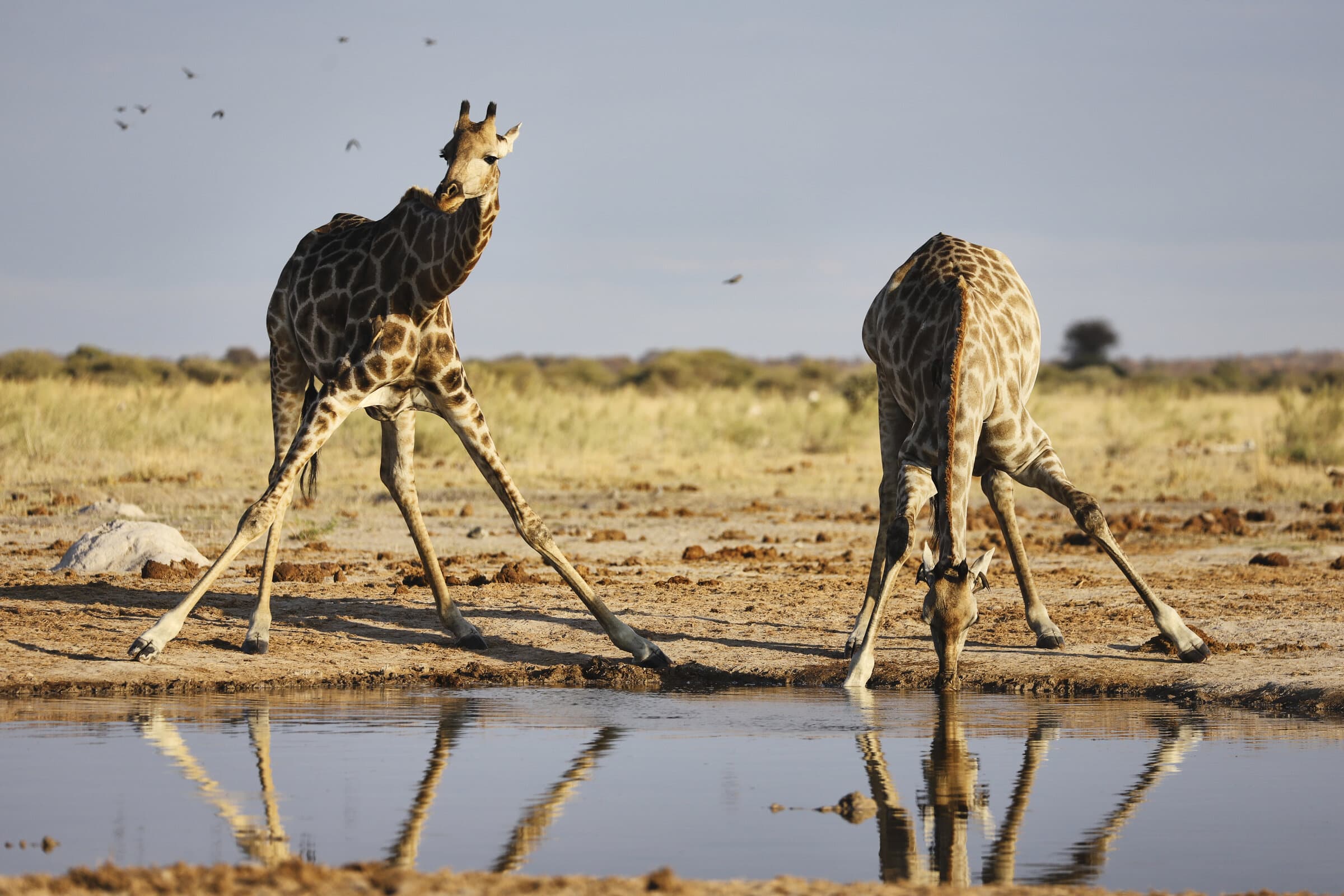 Giraffes drinking at a waterhole