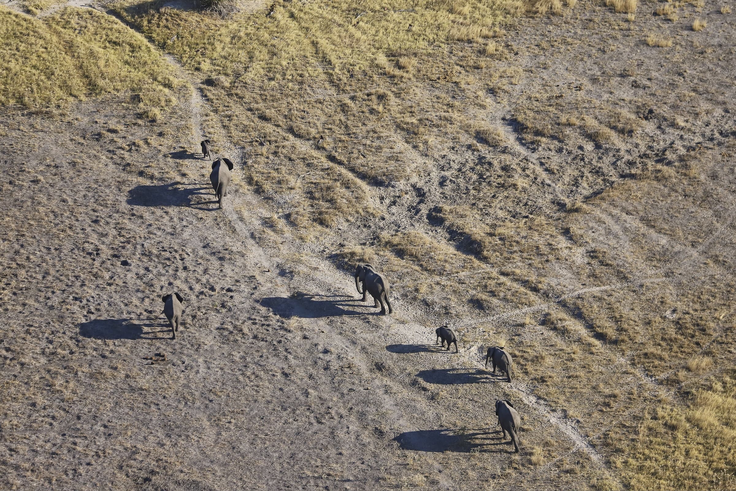 Aerial view of elephants on the savanna
