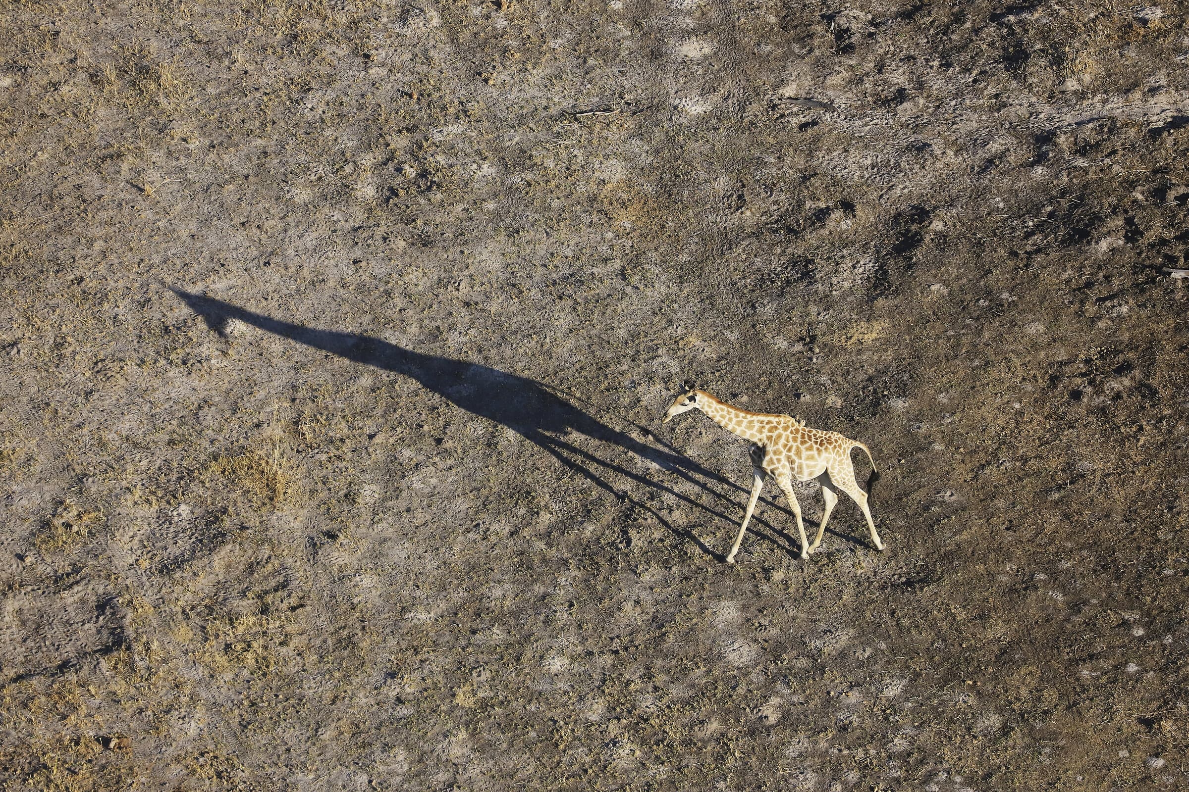 Giraffe casting a long shadow