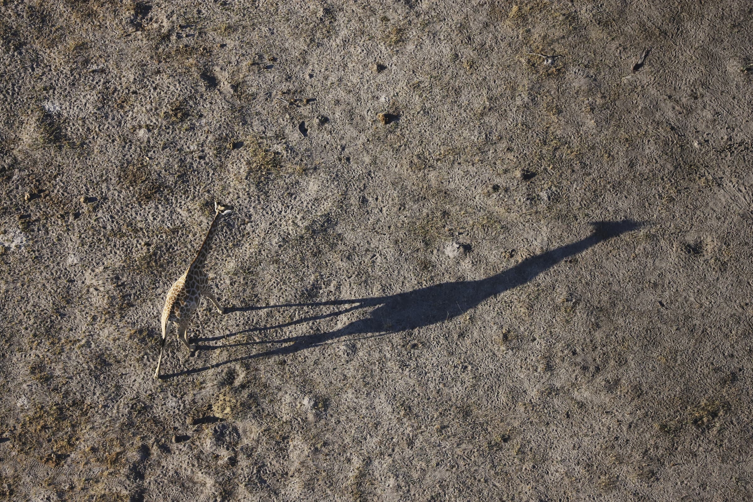 Giraffe shadow from above