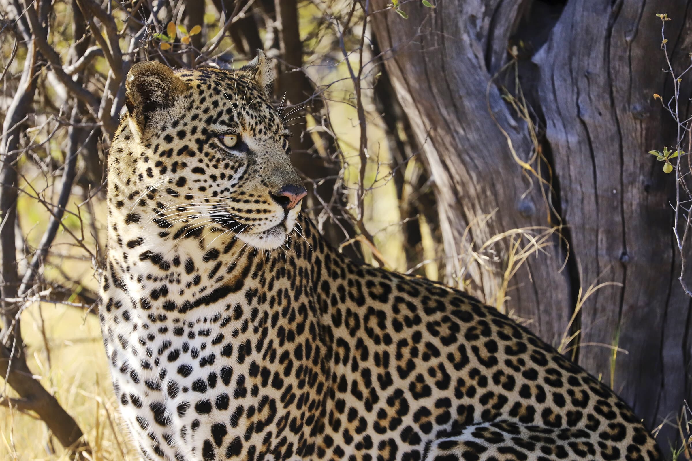 Leopard in dappled shade