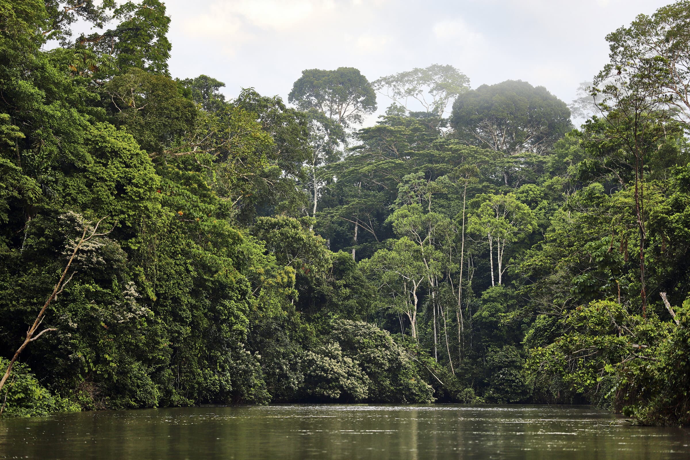 Dense tropical rainforest along a river
