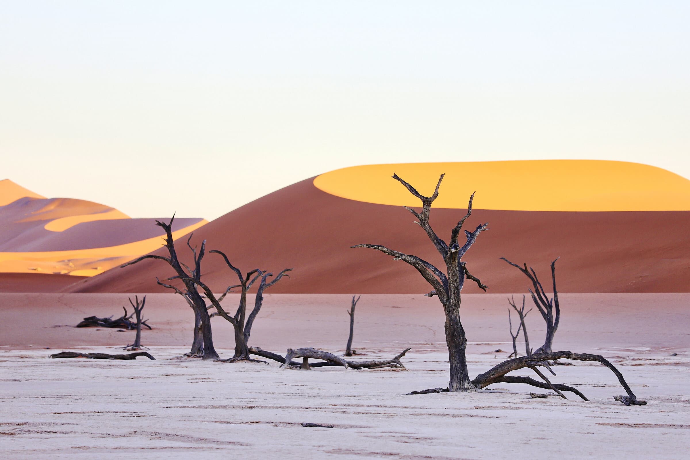 Ancient dead trees on Deadvlei at dawn