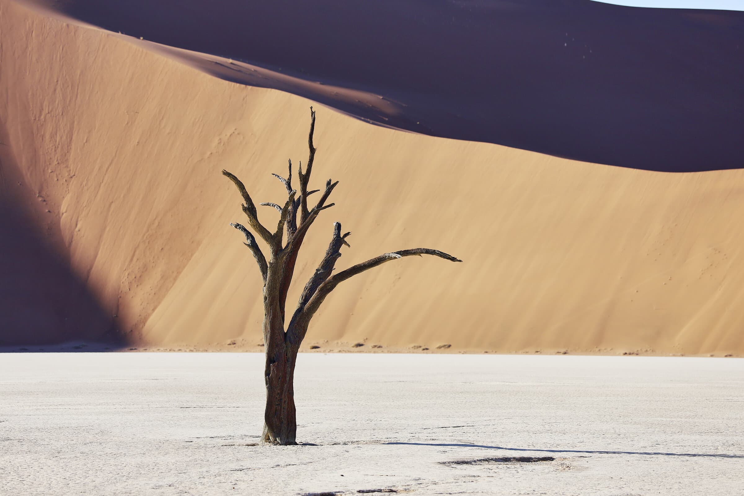Dead tree dwarfed by orange dunes
