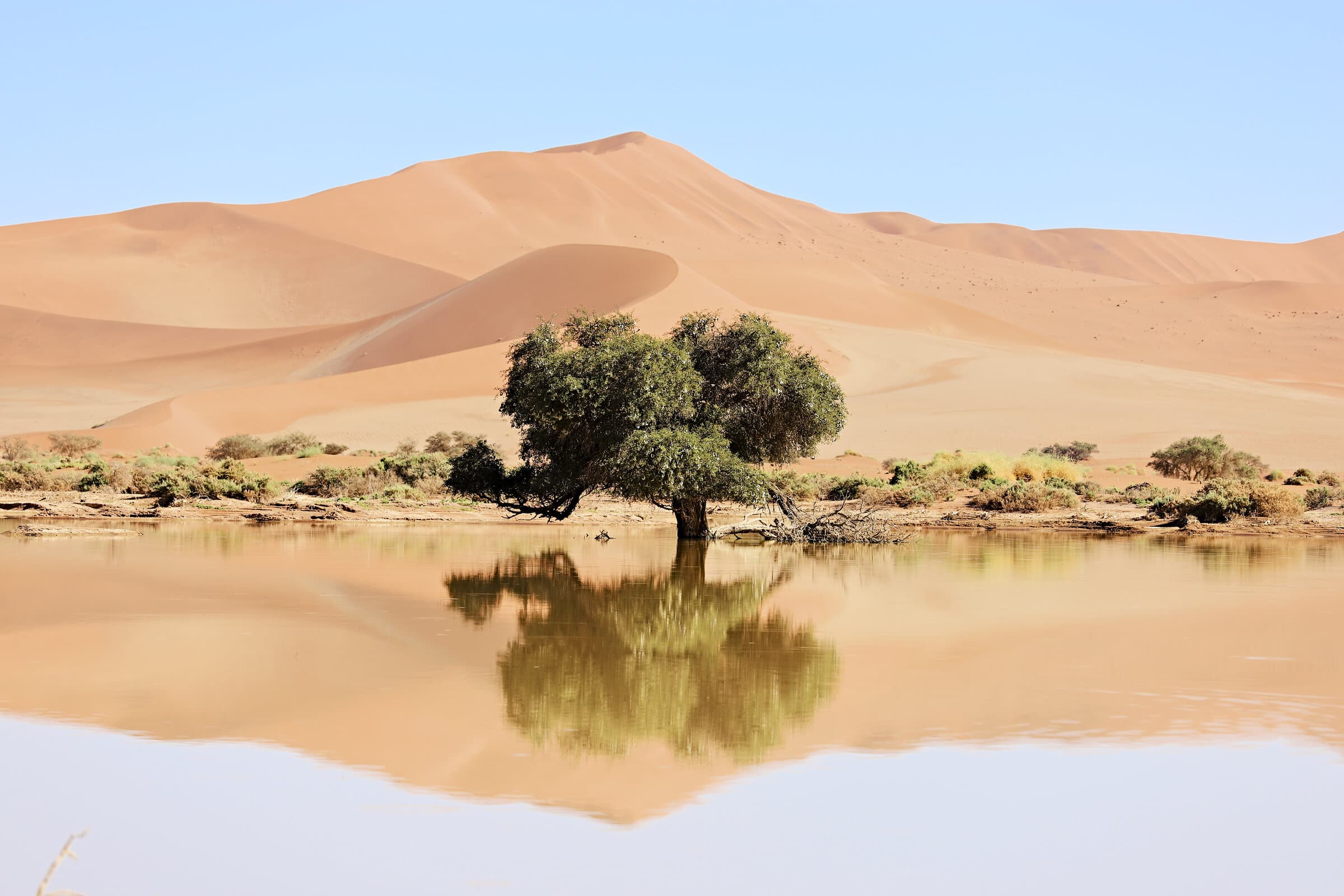 Green tree reflected in still water below dunes