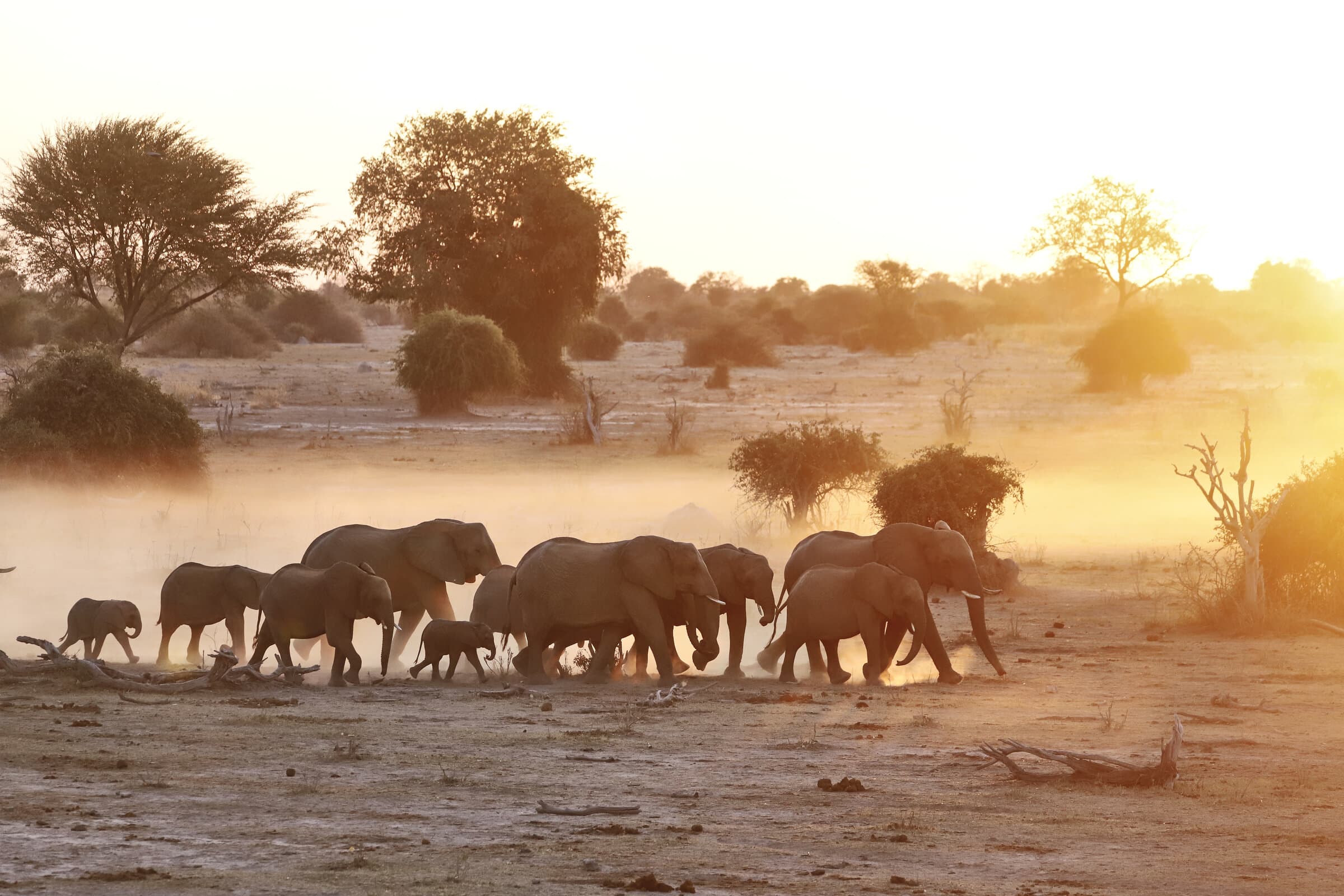 Elephant herd backlit at golden hour