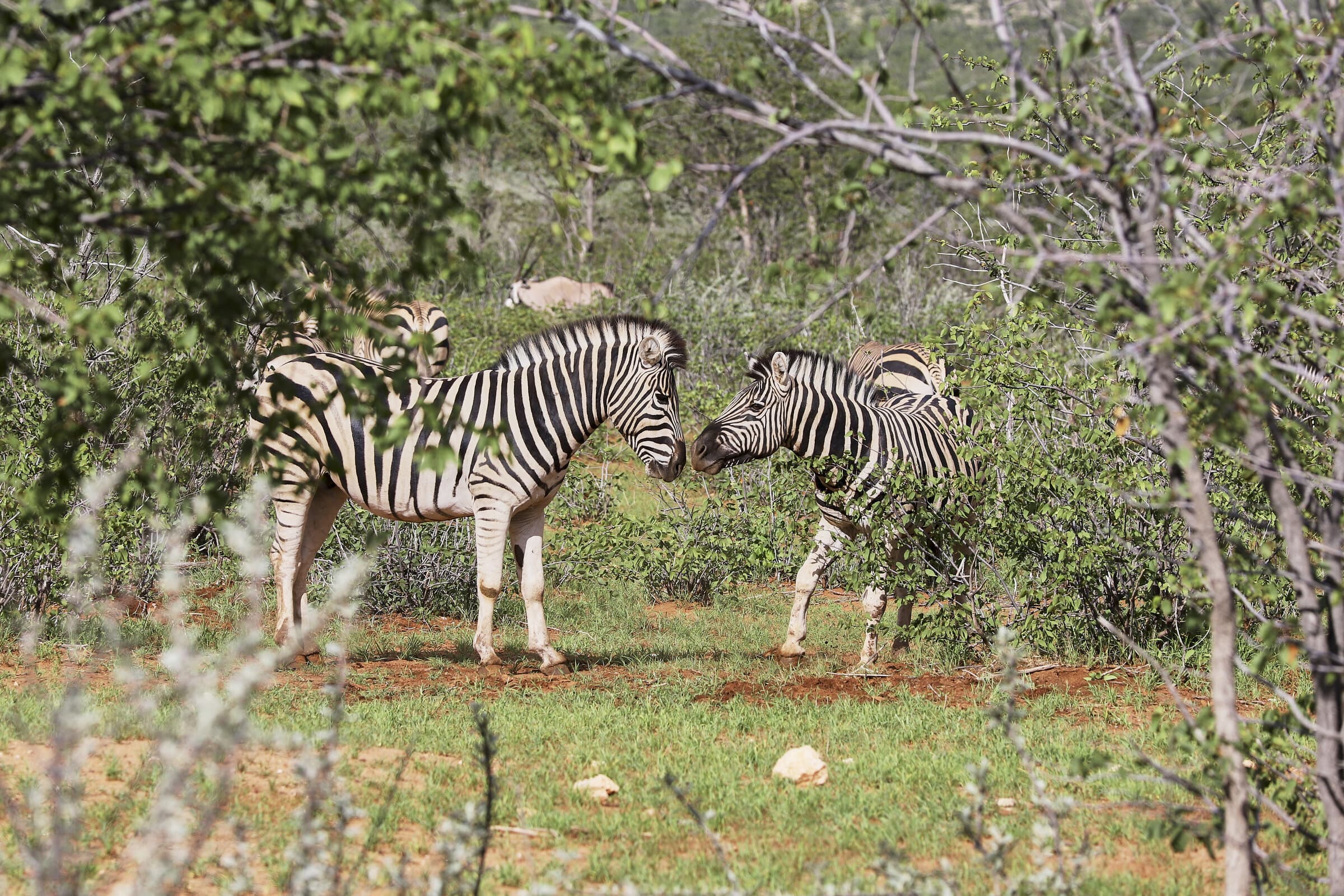 Two zebras interacting in green bushveld
