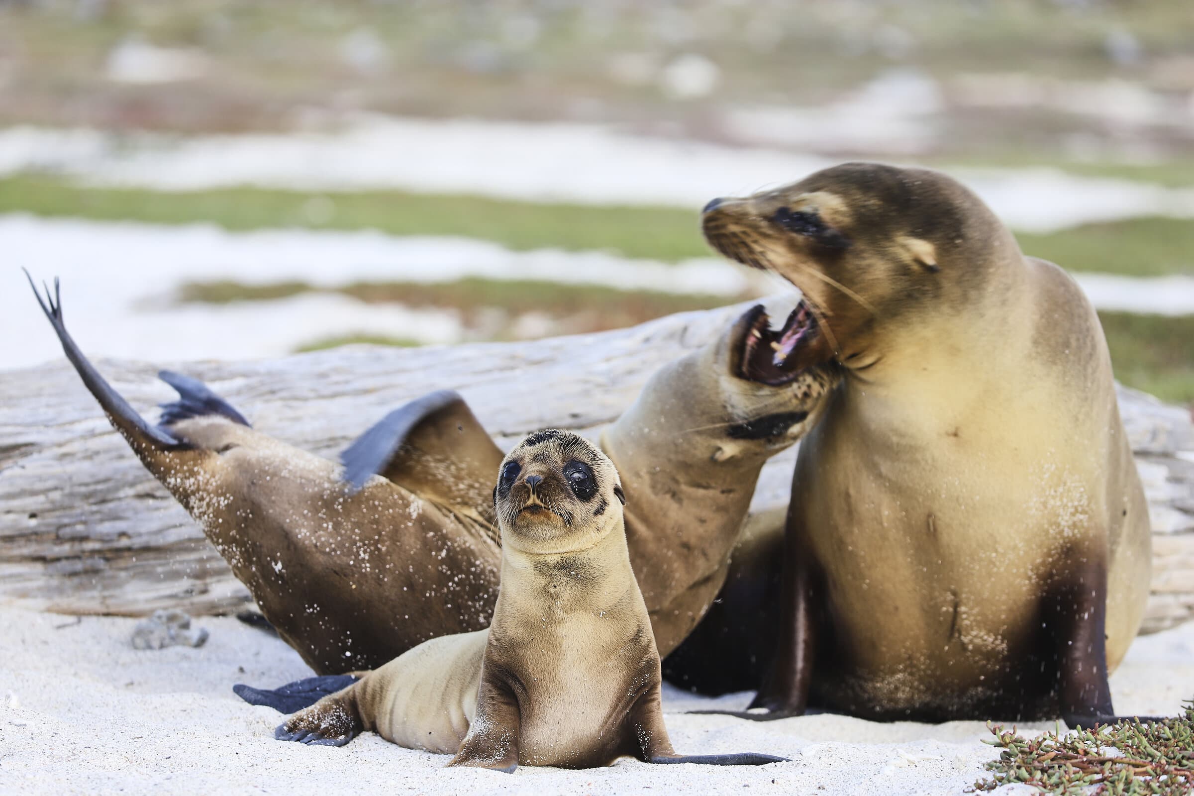 Sea lions on a sandy beach
